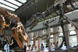 The place is always found crowded with people because of lots of visitor due to its recently launched hall named THE Dinosaur Hall and no doubt the ha